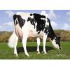Holstein Fabulous -  Genética Bovina Línea Leche