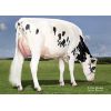Holstein Byway -  Genética Bovina Línea Leche