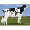 Holstein Classic -  Genética Bovina Línea Leche