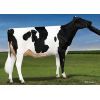 Holstein Crushabull -  Genética Bovina Línea Leche