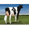 Holstein Crushabull -  Genética Bovina Línea Leche