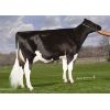 Holstein Crushabull -  Genética Bovina Línea Leche