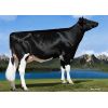 Holstein Fortune -  Genética Bovina Línea Leche