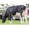 Holstein Lautrust -  Genética Bovina Línea Leche