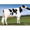 Holstein Prospectus -  Genética Bovina Línea Leche