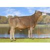 Pardo Suizo Lennox -  Genética Bovina Línea Leche