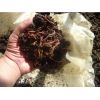 Semilla Viva de Lombriz Californiana -  Abonos y Fertilizantes