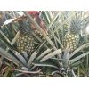 Piña -  Productos agrícolas
