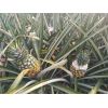 Piña -  Productos agrícolas
