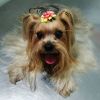 Servicio de Peluquería Canina y Felina -  Peluquería canina