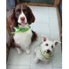 Servicio de Peluquería Canina y Felina -  Peluquería canina