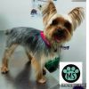 Servicio de Peluquería Canina y Felina -  Peluquería canina