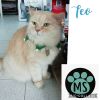 Servicio de Peluquería Canina y Felina -  Peluquería canina