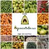 Línea Fruver -  Productos empacados