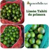 Limón Tahití de Primera -  Productos agrícolas