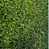 Limón Tahití de Primera -  Productos agrícolas