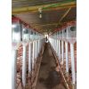 Gestación -  Corrales para cerdos