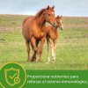 GROW COLT -  Alimento y Snacks para Caballos