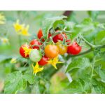 Plántula de tomate cherry -  Plántulas