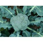 Plántulas de Brócoli -  Semillas de hortalizas