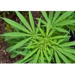 Plántulas de cannabis regular -  Plántulas