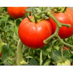 Plántulas de tomate promesa -  Plántulas