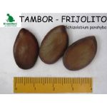 Semilla de Tambor-Frijolito -  Semillas de Arboles