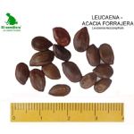Semilla de Leucaena-Acacia forrajera -  Semillas de Pasto