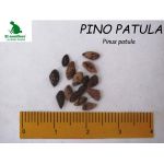 semilla de Pino Pátula -  Semillas de Arboles