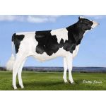 Holstein Avatar -  Genética Bovina Línea Leche