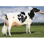 Semen Toro Holstein Suizo Bertaggia-ET en  Agrofertas®