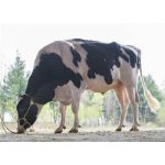Semen Toros Holstein Suizos Byway en  Agrofertas®