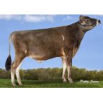 Semen Toro Holstein Suizo Choice en  Agrofertas®