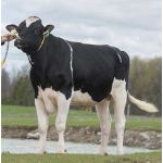Holstein Fortune -  Genética Bovina Línea Leche