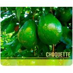 Aguacate Choquette -  Productos agrícolas