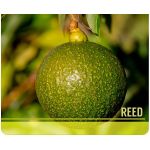 Aguacate Reed -  Productos agrícolas