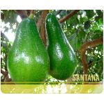 Aguacate Santana -  Productos agrícolas