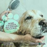 Servicio de Peluquería Canina y Felina vende  Mascotas Style