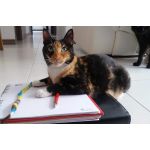 Asesorías en Comportamiento Felino ( Virtuales y Presenciales ) vende  Niñera de Gatos
