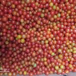 Tomates Perla -  Productos agrícolas