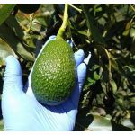 Aguacate Hass -  Productos agrícolas