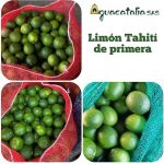 Limón Tahití de Primera vende  Aguacatalia SAS
