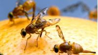Ventajas y desventajas de metodos para controlar la mosca de la fruta