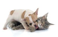 suplementos para cachorros y gaticos