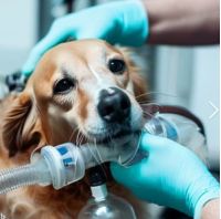 Salud respiratorio de las mascotas