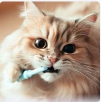 Problemas dentales perros y gatos