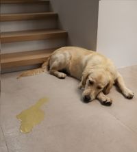 Perro con problema urinario