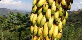 Banano deshidratado -  Snacks