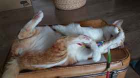 La Hora Loca (Niñera de gatos) -  Adiestramiento Mascotas
