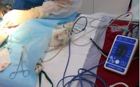 Monitor de signos vitales veterinario AM6100 con electrocardiograma -  Equipos Médicos Veterinarios